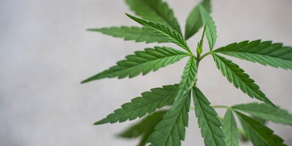 Do czego sluży waporyzator