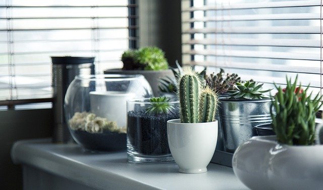 Poznaj growbox, czyli wszystko, co potrzebne do uprawy roślin w jednym pudełku!