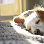 alergia u psa