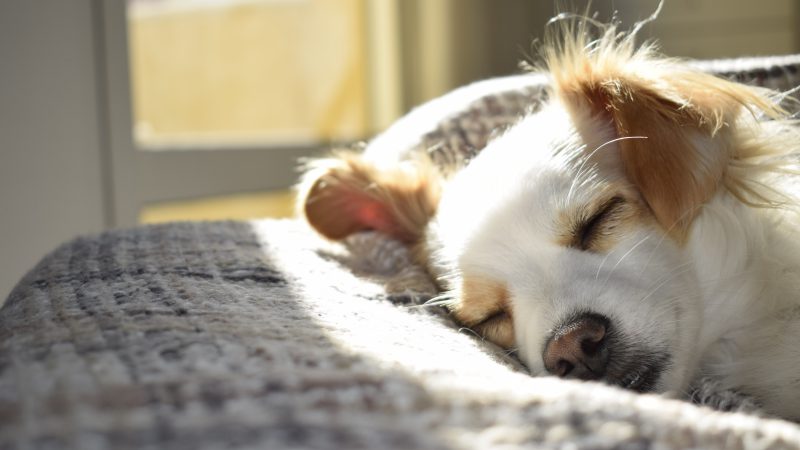 alergia u psa